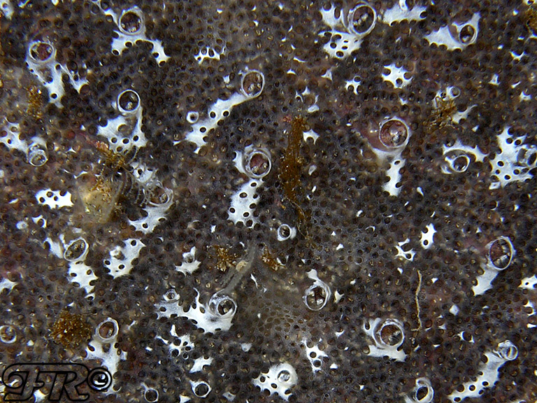 Diplosoma cfr. spongiforme